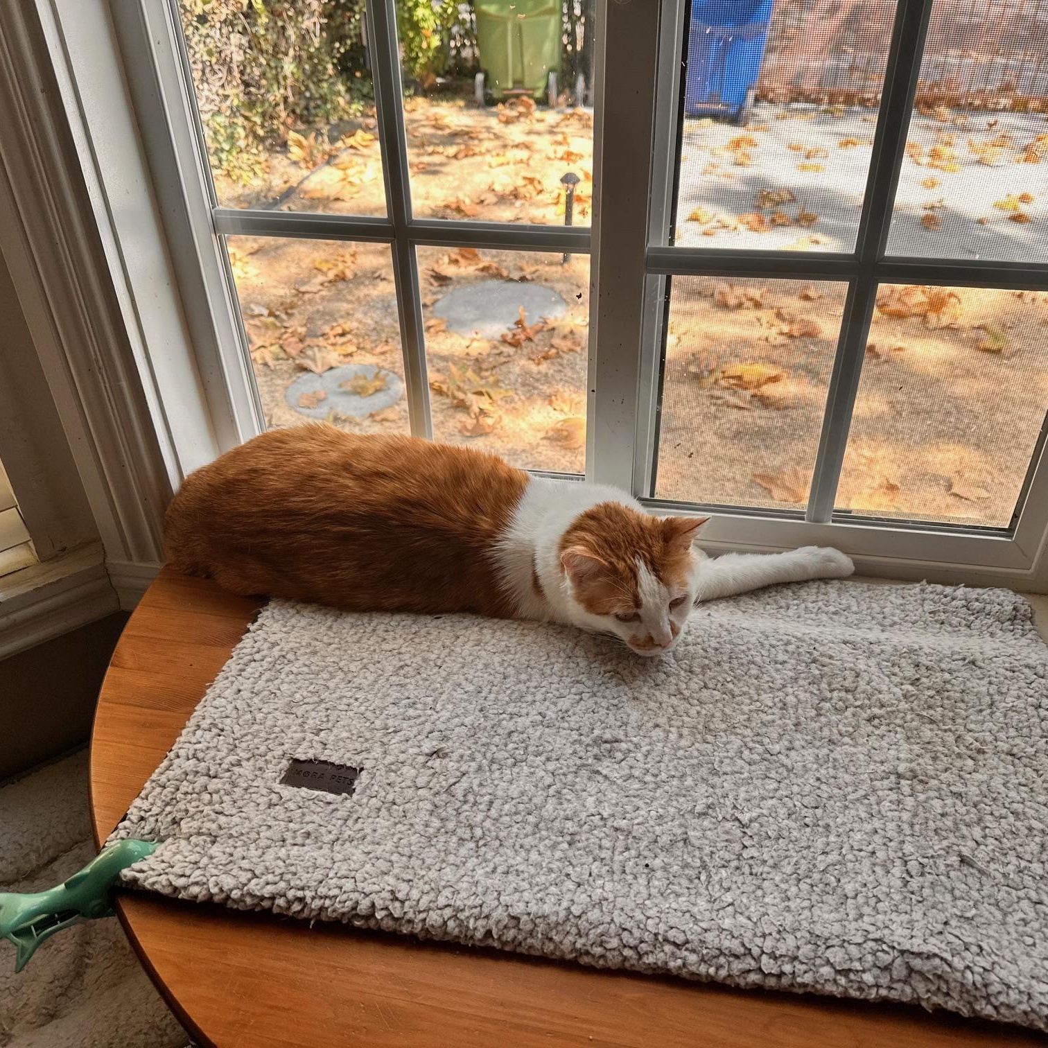 Popcorn, a Adoptable American Shorthair in North Hollywood, CA image 5/6