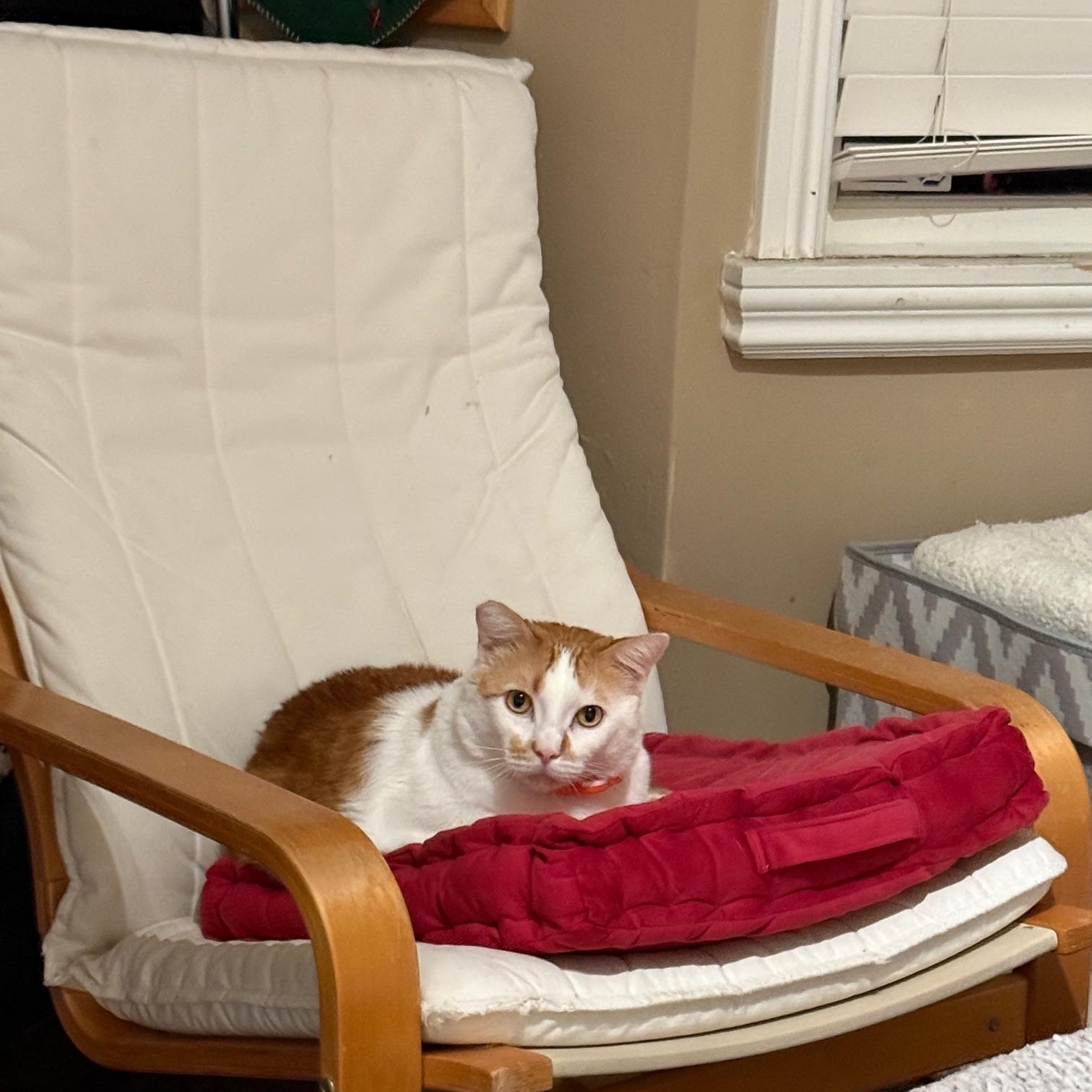 Popcorn, a Adoptable American Shorthair in North Hollywood, CA image 6/6