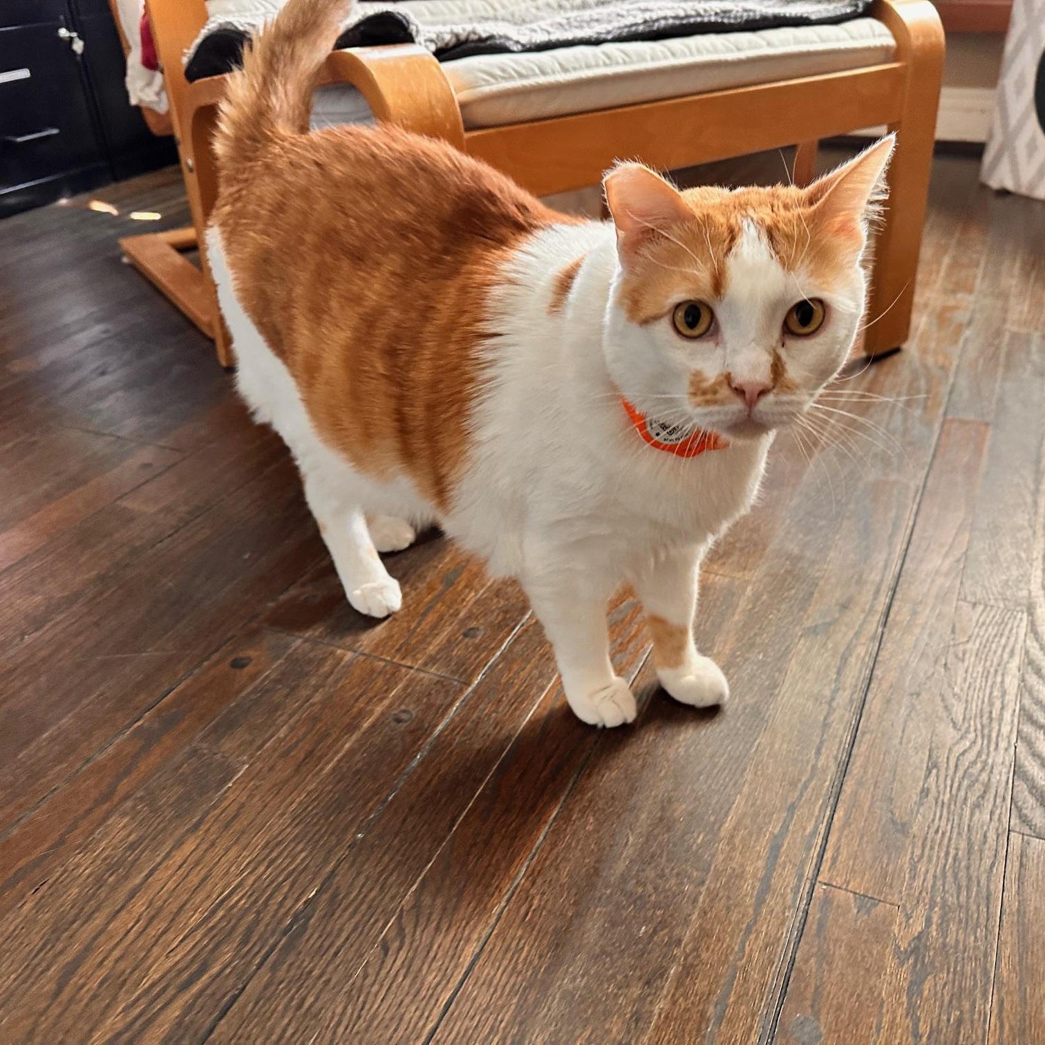 Popcorn, a Adoptable American Shorthair in North Hollywood, CA image 4/6
