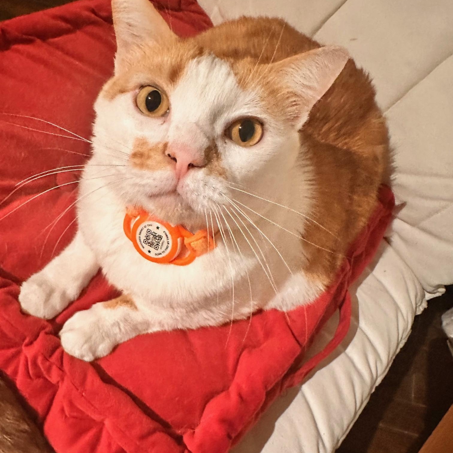 Popcorn, Adoptable, Adult Male American Shorthair.