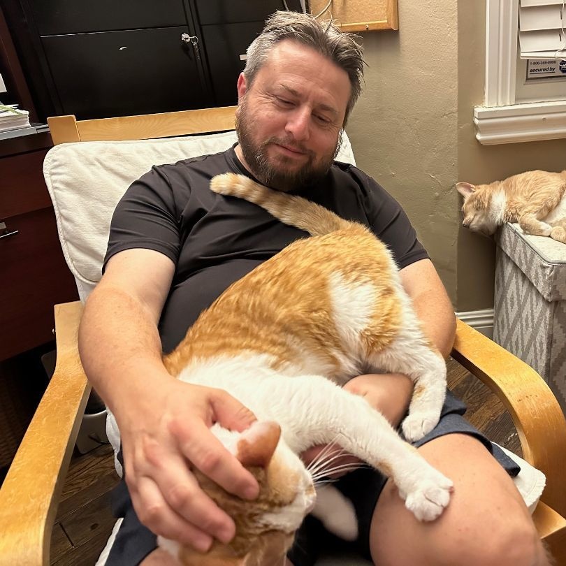 Popcorn, a Adoptable American Shorthair in North Hollywood, CA image 3/6