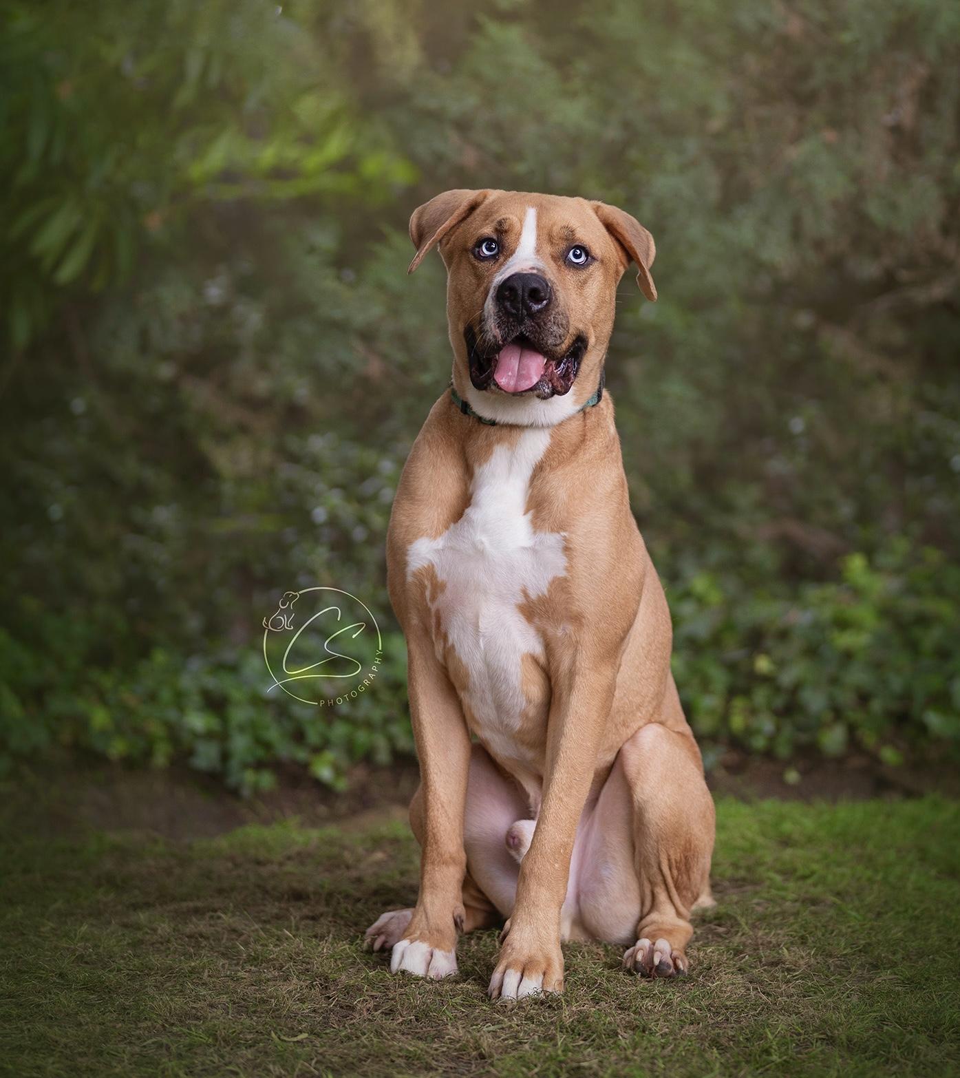 Fetti (contact Rachel), Adoptable, Adult Male Boxer & Mastiff.