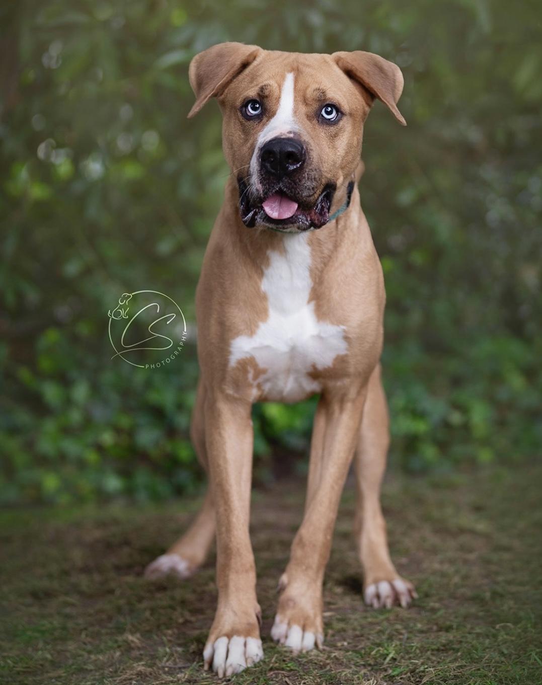Enlarge Fetti (contact Rachel), a Adoptable mixed breed in Sherman Oaks, CA image 3/4