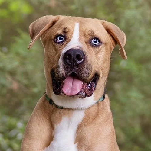 Fetti (contact Rachel), Adoptable, Adult Male Boxer & Mastiff.