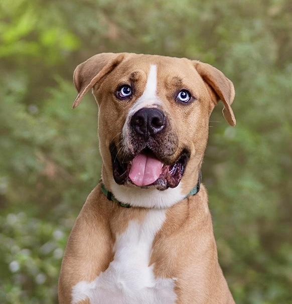 Fetti (contact Rachel), Adult Male Boxer
