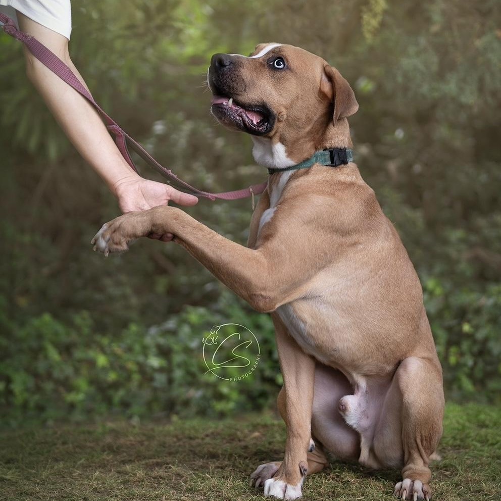 Enlarge Fetti (contact Rachel), a Adoptable mixed breed in Sherman Oaks, CA image 4/4