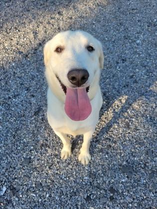 Enlarge Tucker, a Adoptable Labrador Retriever in Lock Haven, PA image 2/3