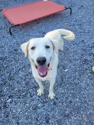 Enlarge Tucker, a Adoptable Labrador Retriever in Lock Haven, PA image 3/3
