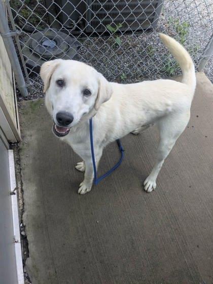 Enlarge Tucker, a Adoptable Labrador Retriever in Lock Haven, PA image 1/3