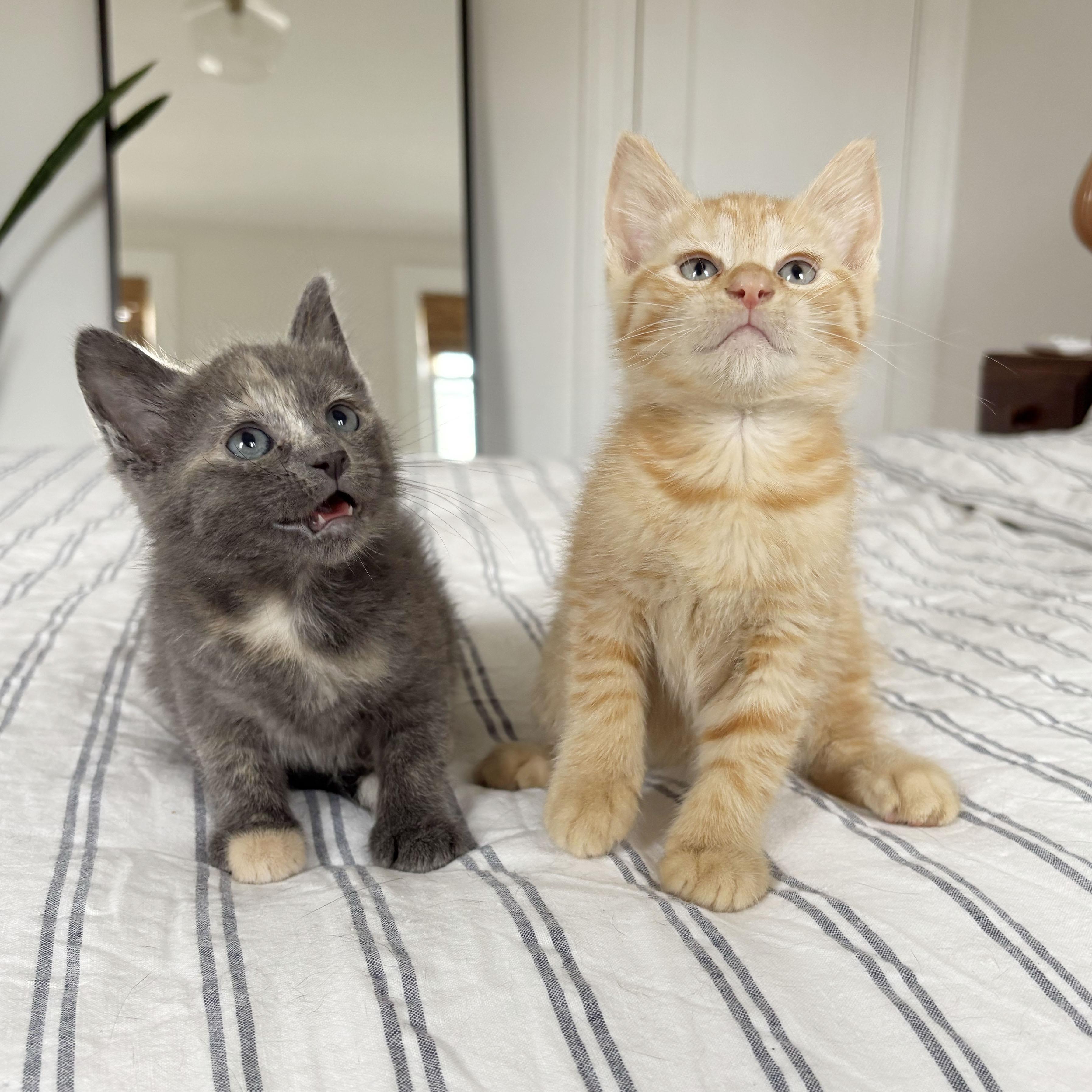 Sancerre, a ADOPTABLE Domestic Short Hair in BROOKLYN, NY image 5/6