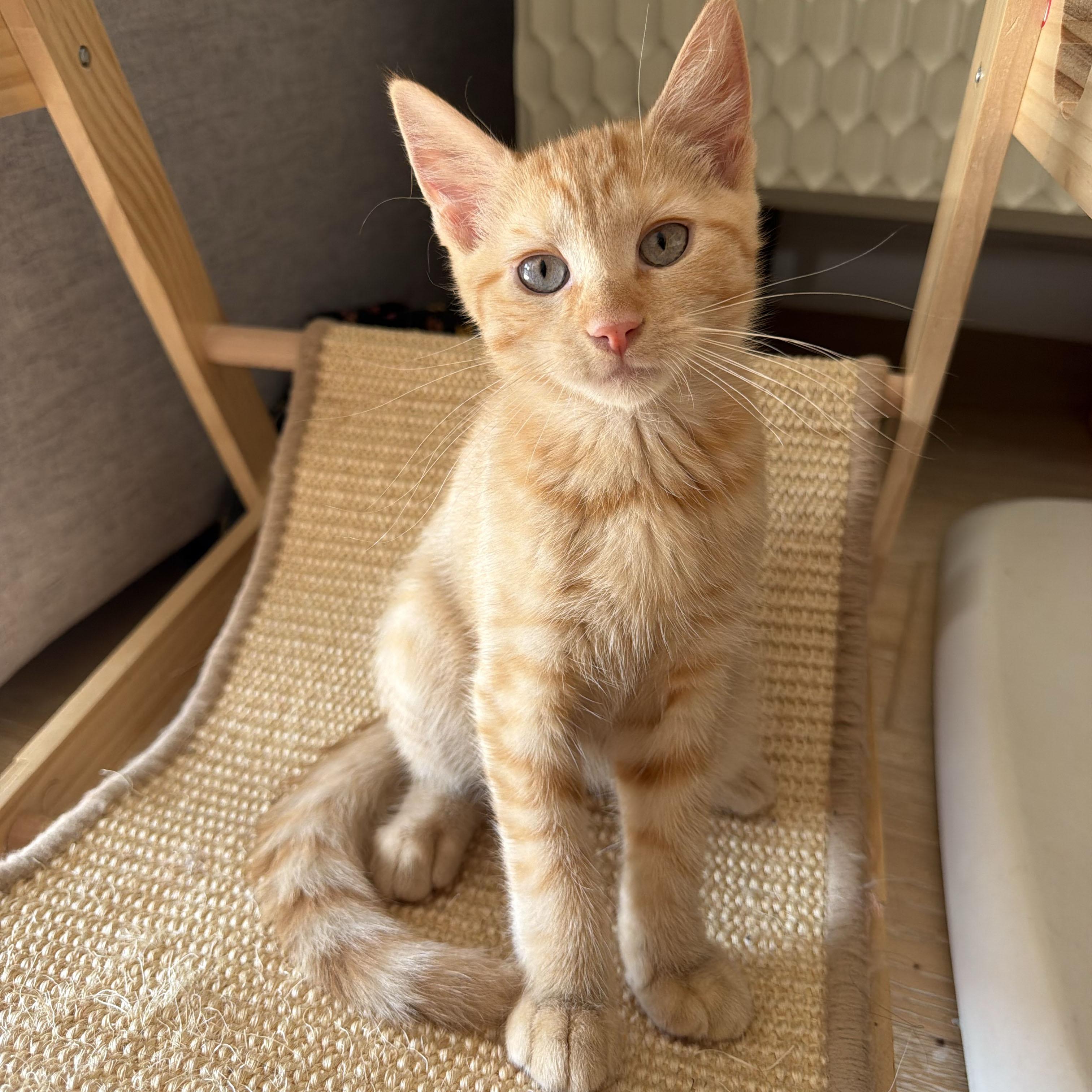 Sancerre, ADOPTABLE, Kitten Female Domestic Short Hair.