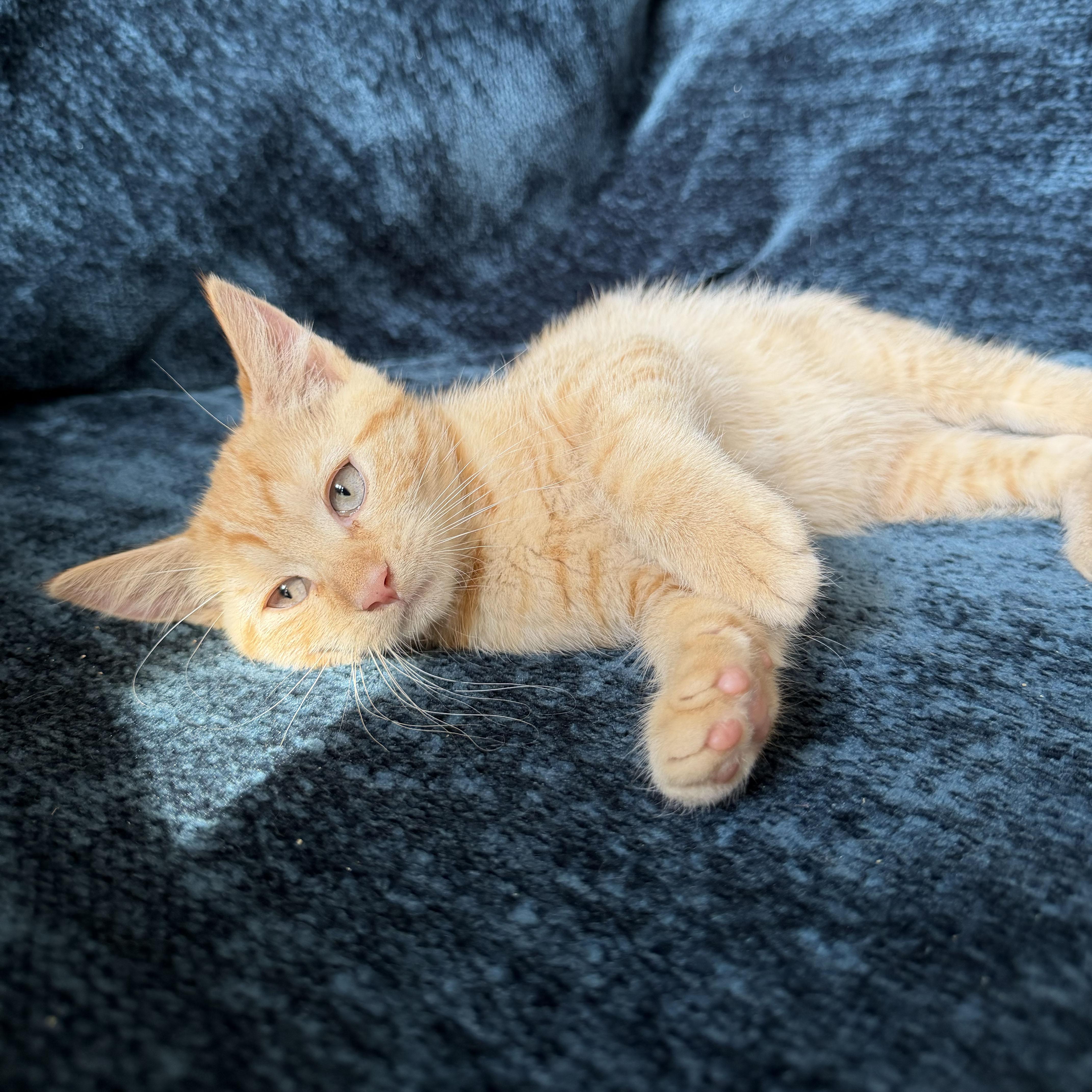 Sancerre, a ADOPTABLE Domestic Short Hair in BROOKLYN, NY image 4/6