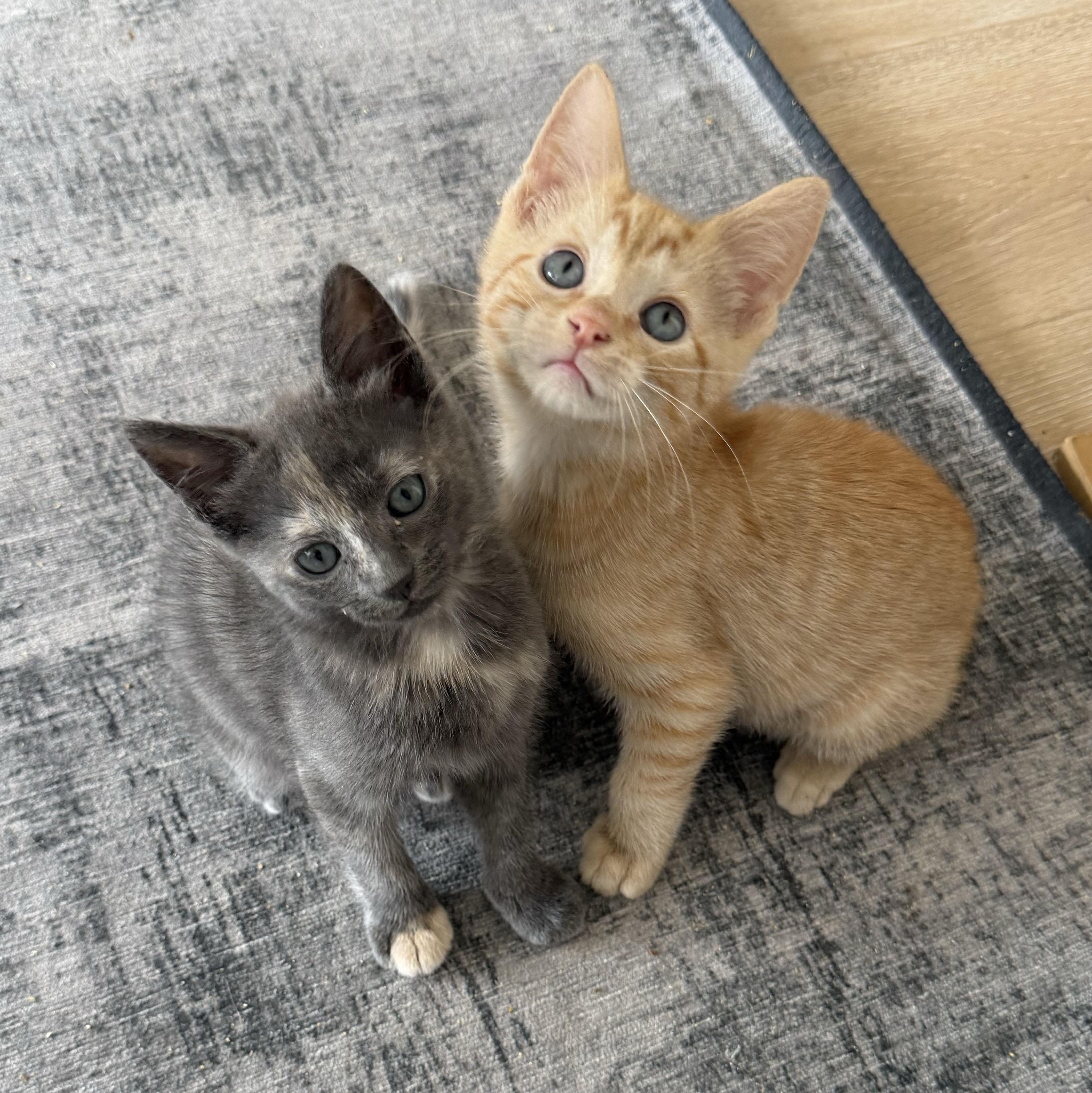 Sancerre, a ADOPTABLE Domestic Short Hair in BROOKLYN, NY image 3/6