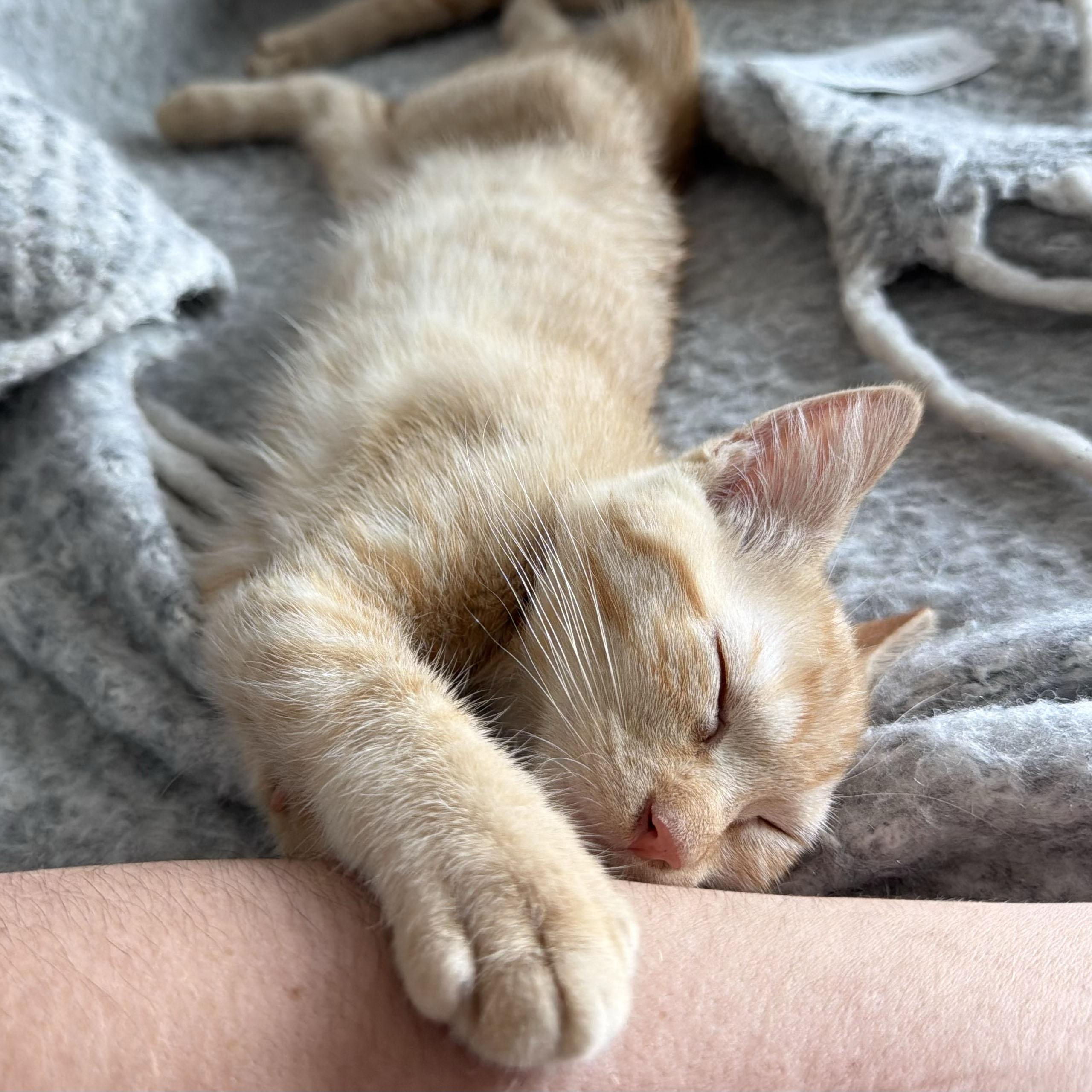 Sancerre, a ADOPTABLE Domestic Short Hair in BROOKLYN, NY image 2/6