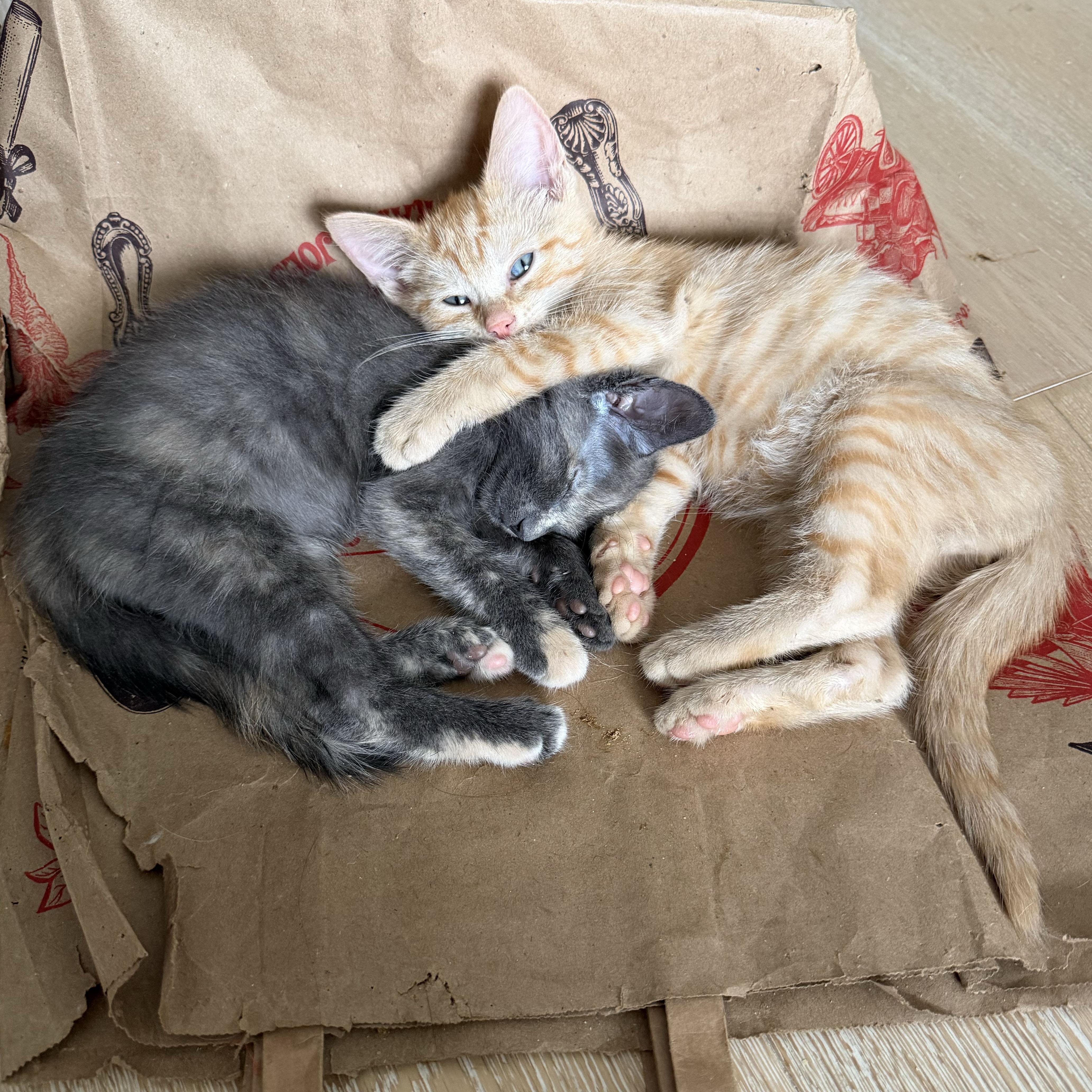 Sancerre, a ADOPTABLE Domestic Short Hair in BROOKLYN, NY image 6/6
