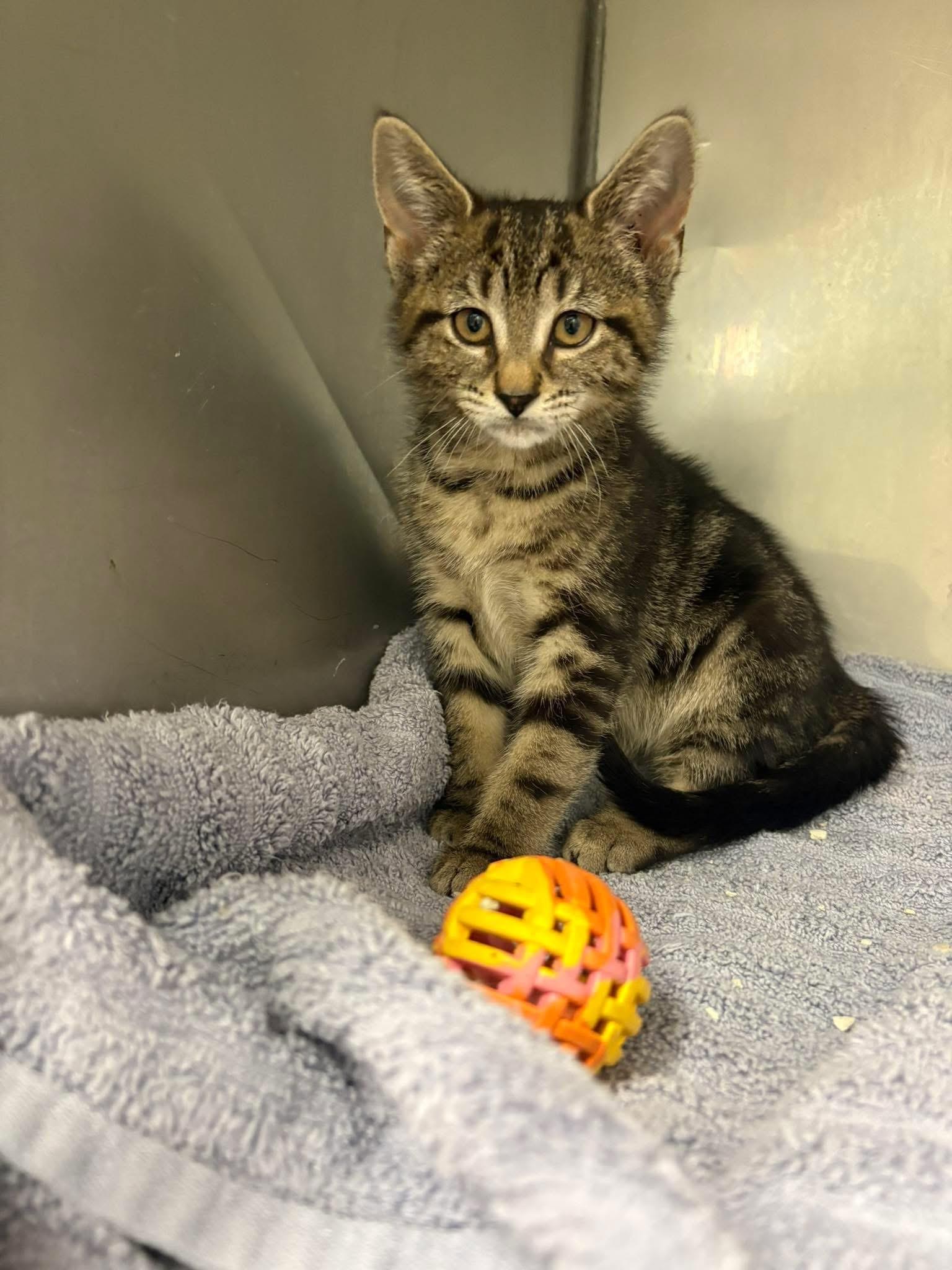 Enlarge 52, an adopted Domestic Short Hair in Vernon, NJ image 1/1