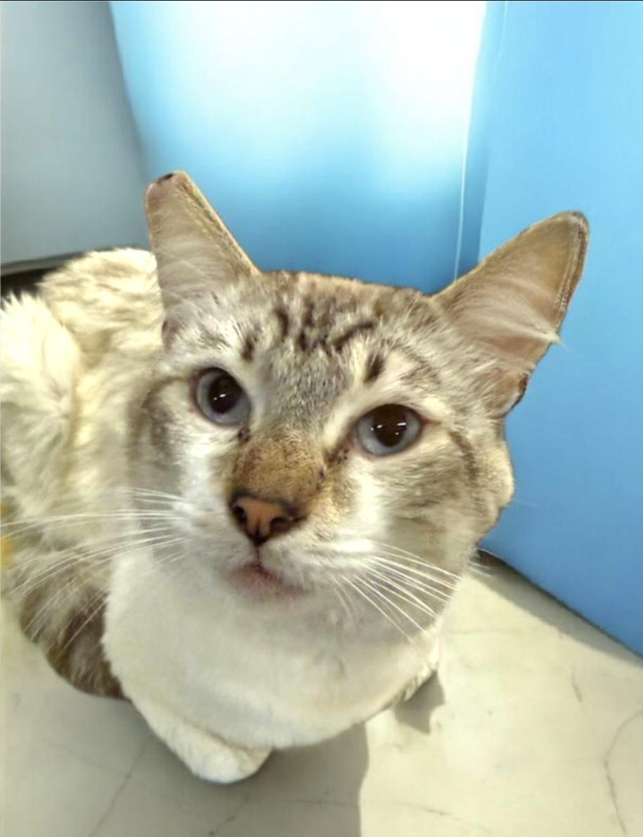 Mooney, an adoptable Siamese, Balinese in Hawthorne, CA, 90250 | Photo Image 1