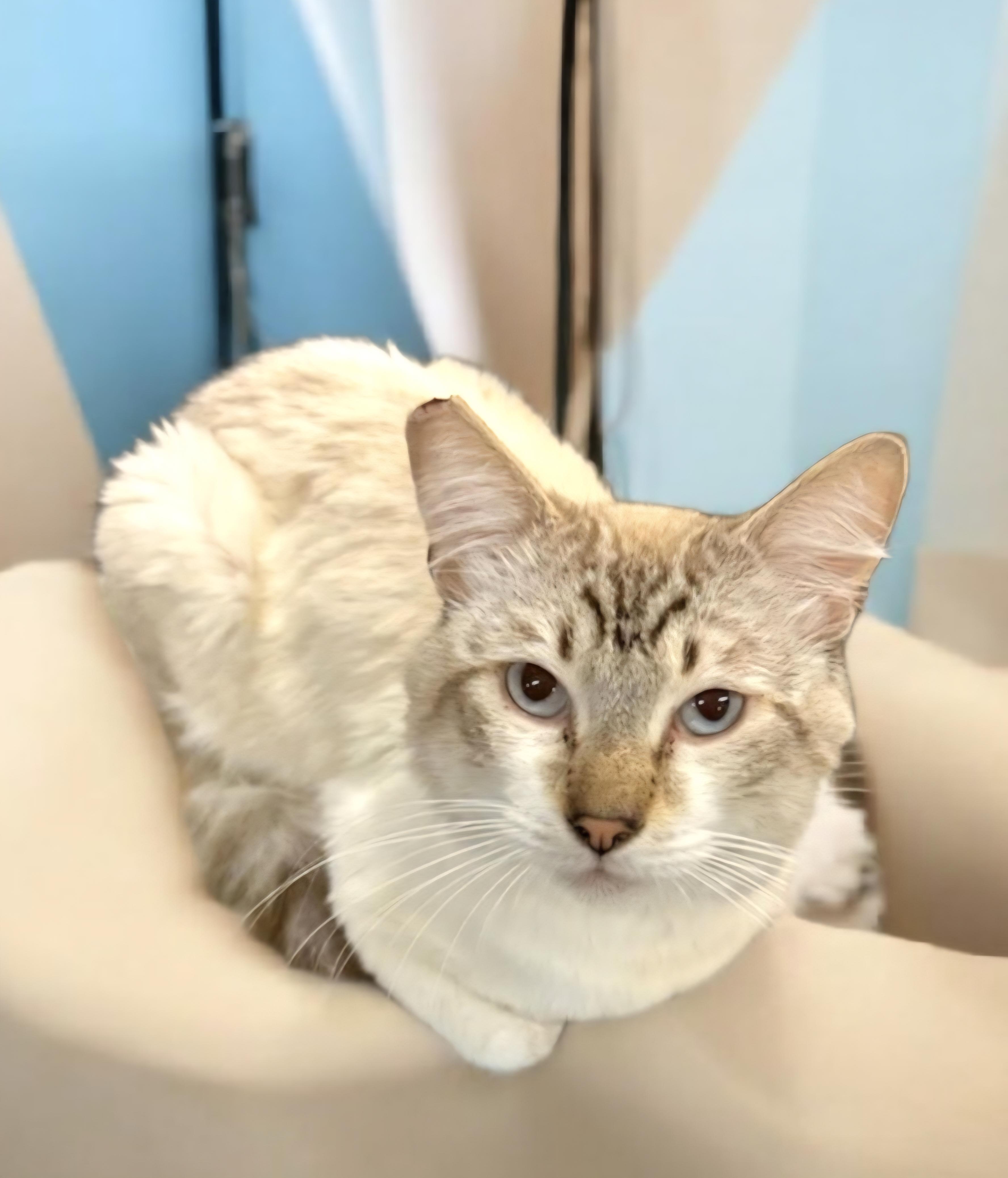 Mooney, an adoptable Siamese, Balinese in Hawthorne, CA, 90250 | Photo Image 2