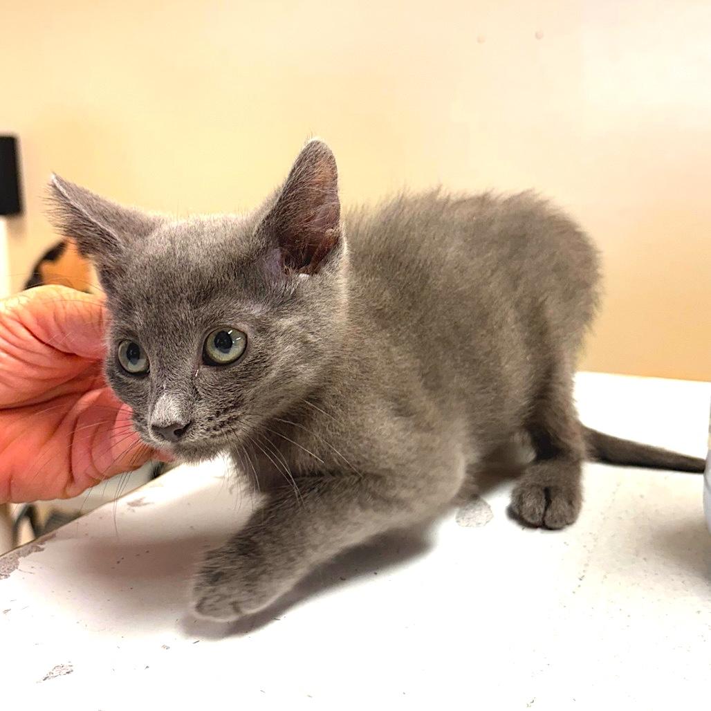 TOFU, ADOPTABLE, Kitten Male Domestic Short Hair.