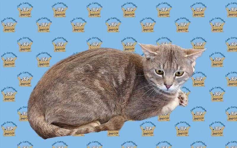 Nathaniel, Adoptable, Adult Male Domestic Short Hair & Tabby.