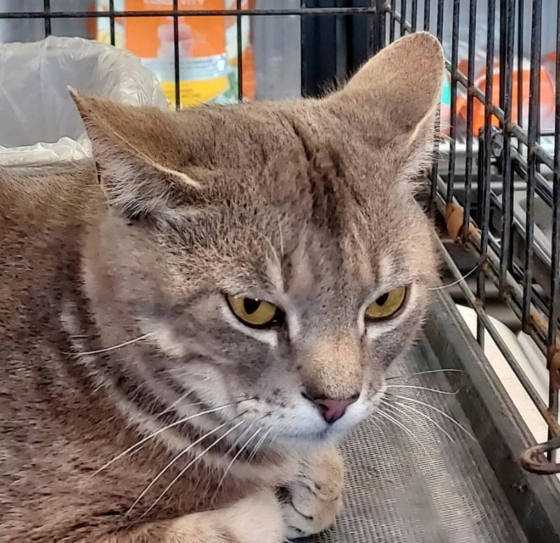 Nathaniel, a Adoptable mixed breed in Pineville, LA image 2/2