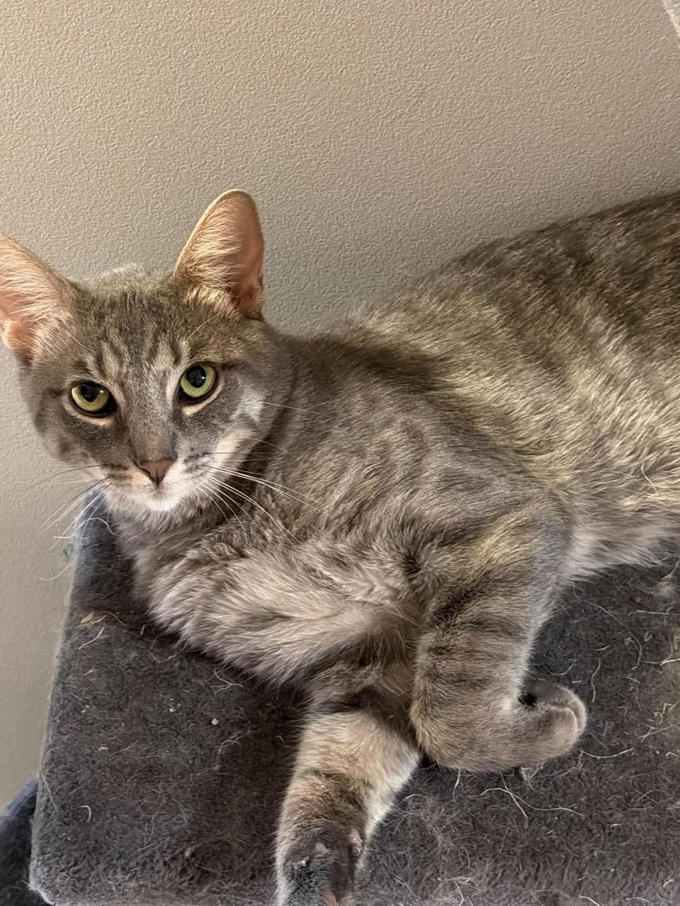 Enlarge Murray, a Adoptable Tabby in Las Vegas, NV image 3/3