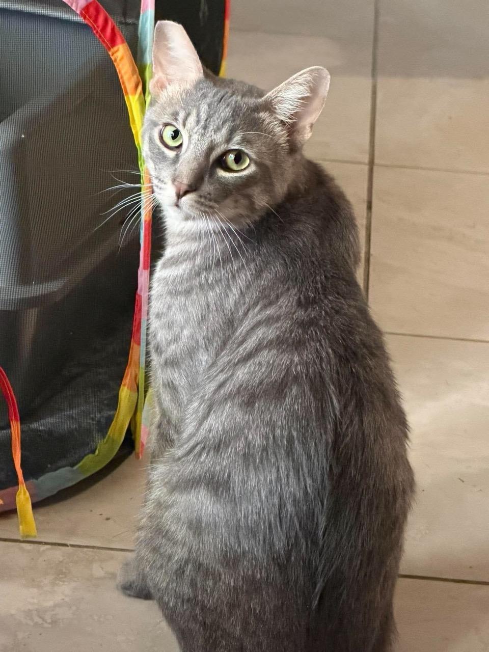 Murray, Adoptable, Young Male Tabby.