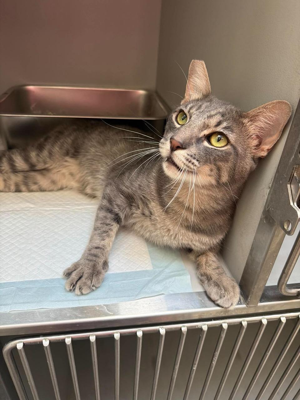 Enlarge Murray, a Adoptable Tabby in Las Vegas, NV image 2/3