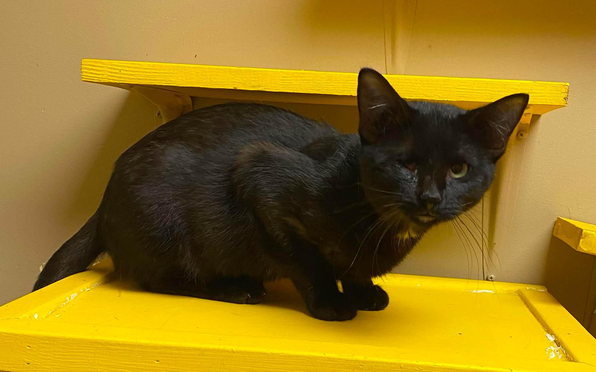 Enlarge Hermes, a Adoptable mixed breed in Maryville, MO image 2/2