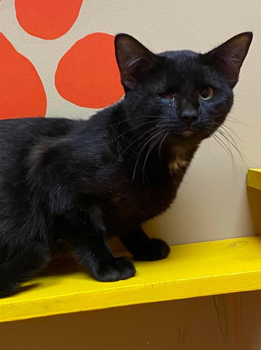 Hermes, Adoptable, Young Male Domestic Short Hair.