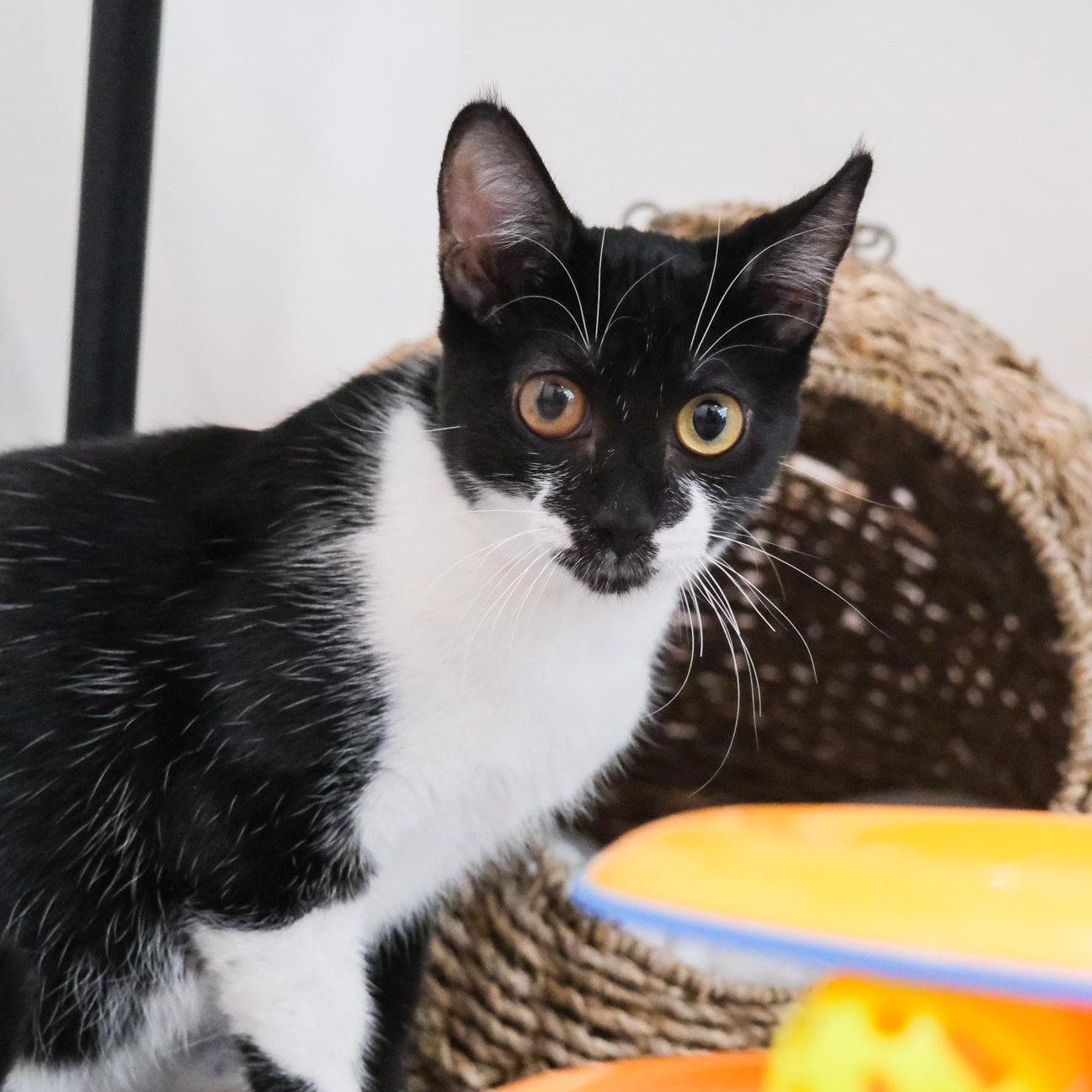 Enlarge Sissy, a Adoptable Domestic Short Hair in Newport Beach, CA image 2/5