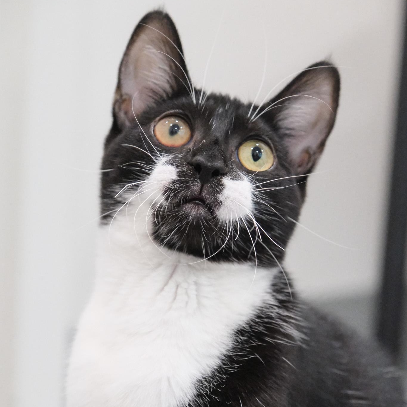 Enlarge Sissy, a Adoptable Domestic Short Hair in Newport Beach, CA image 3/5