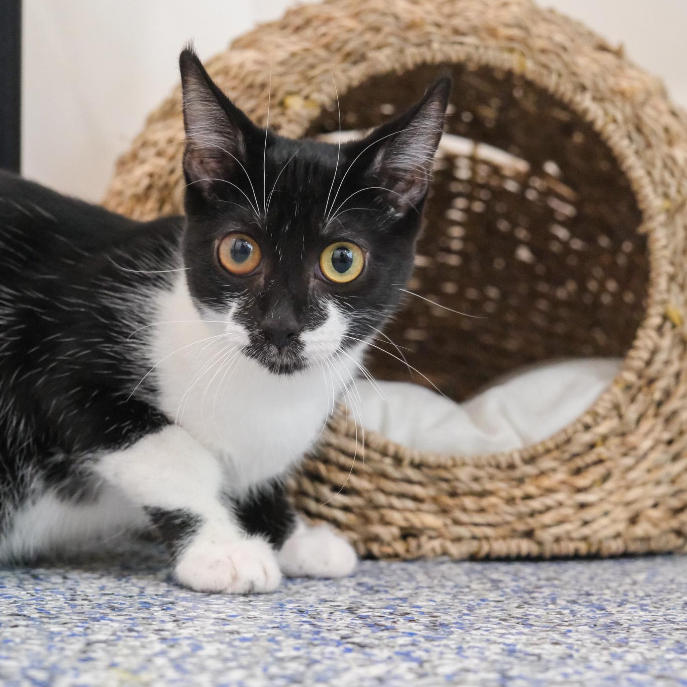 Sissy, Adoptable, Young Female Domestic Short Hair.
