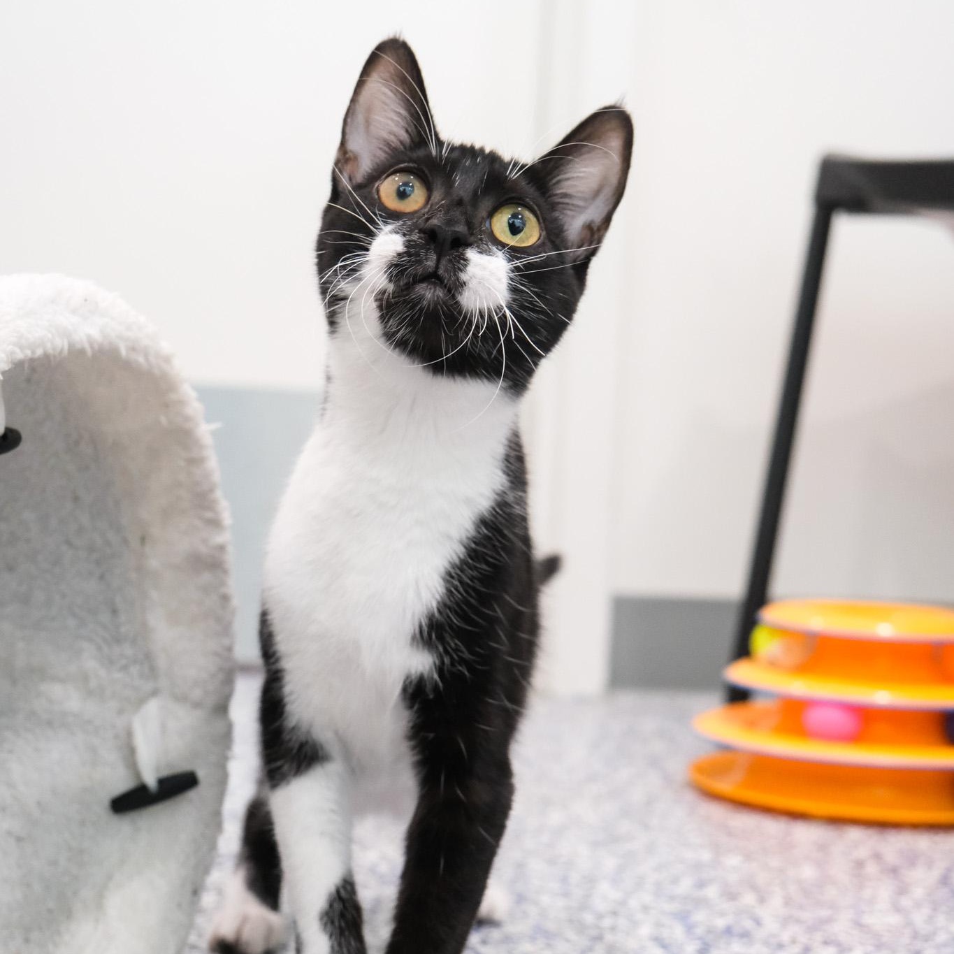 Enlarge Sissy, a Adoptable Domestic Short Hair in Newport Beach, CA image 5/5