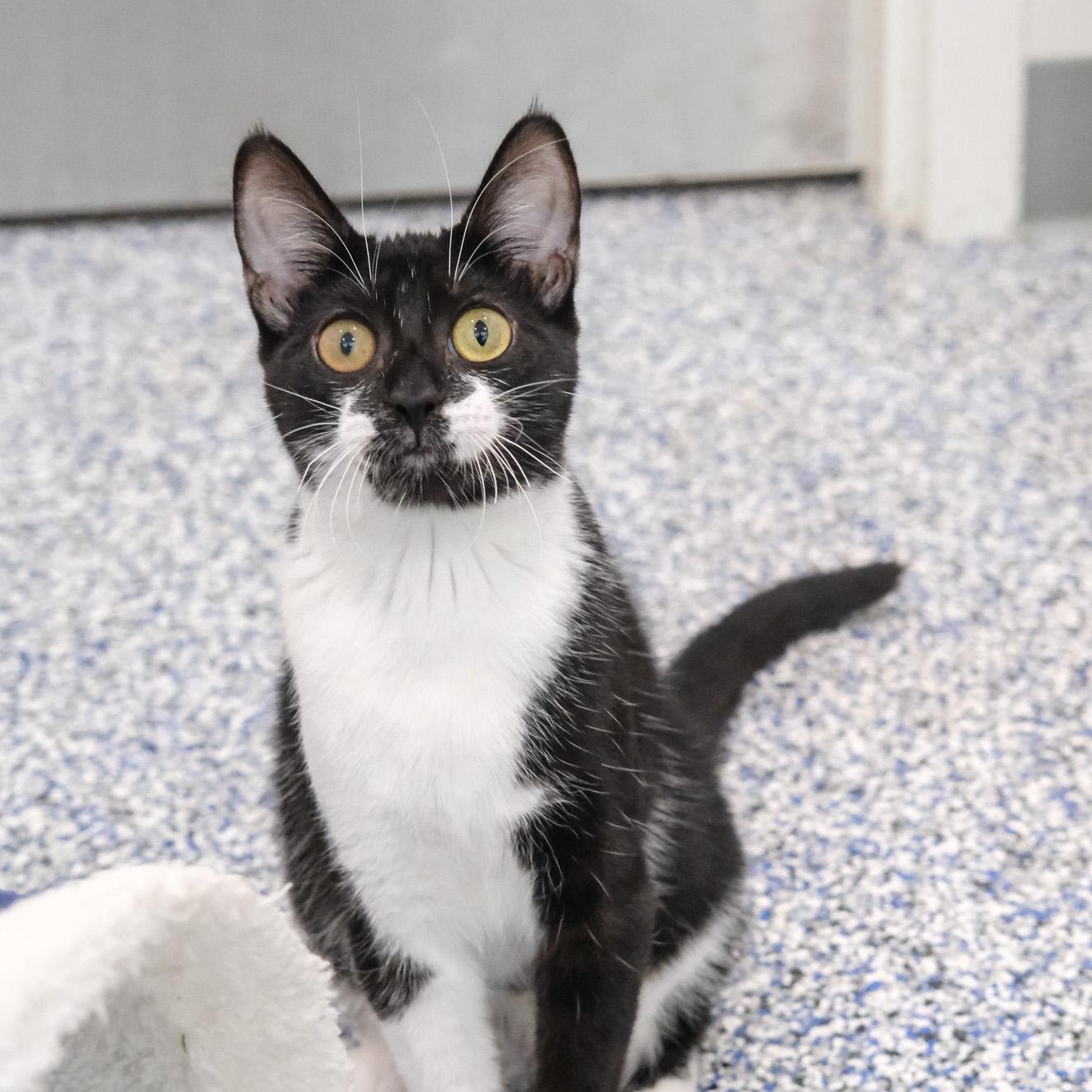 Enlarge Sissy, a Adoptable Domestic Short Hair in Newport Beach, CA image 4/5
