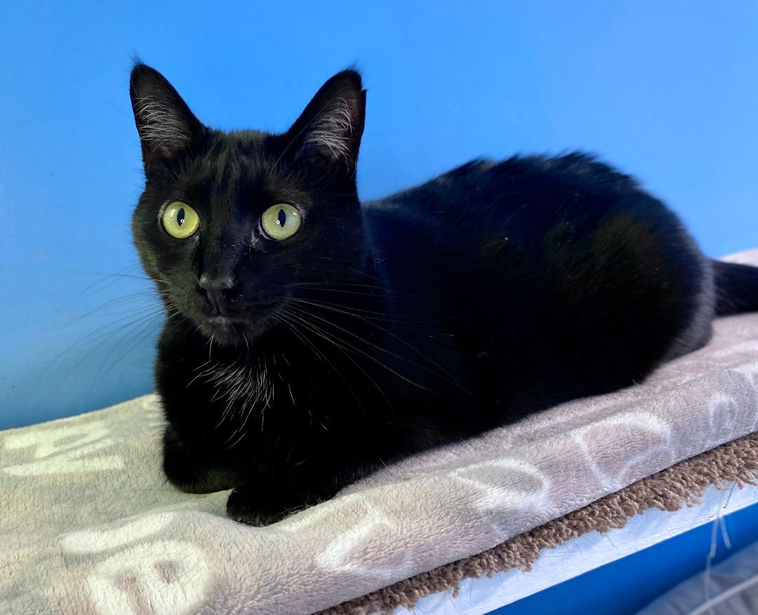 Enlarge Taffy, a Adoptable Domestic Short Hair in Beacon, NY image 8/12