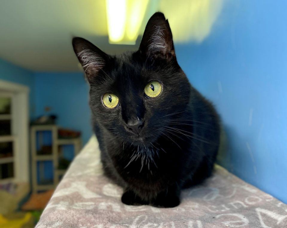 Enlarge Taffy, a Adoptable Domestic Short Hair in Beacon, NY image 9/12