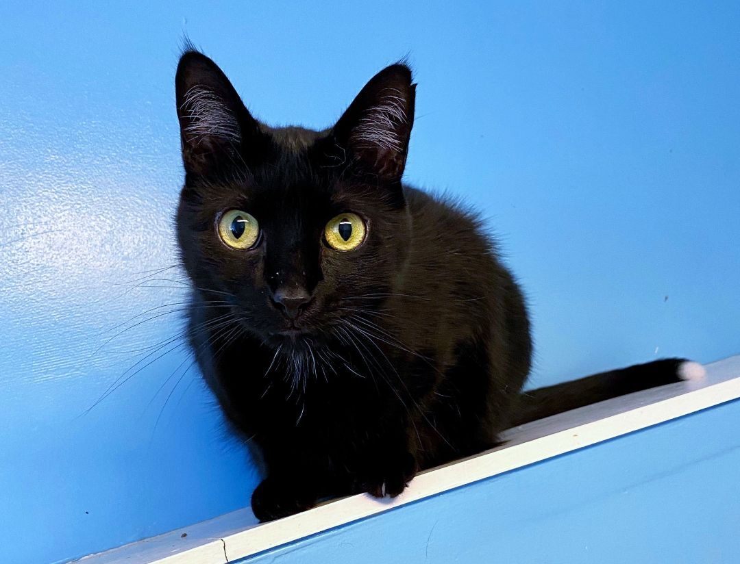 Enlarge Taffy, a Adoptable Domestic Short Hair in Beacon, NY image 10/12