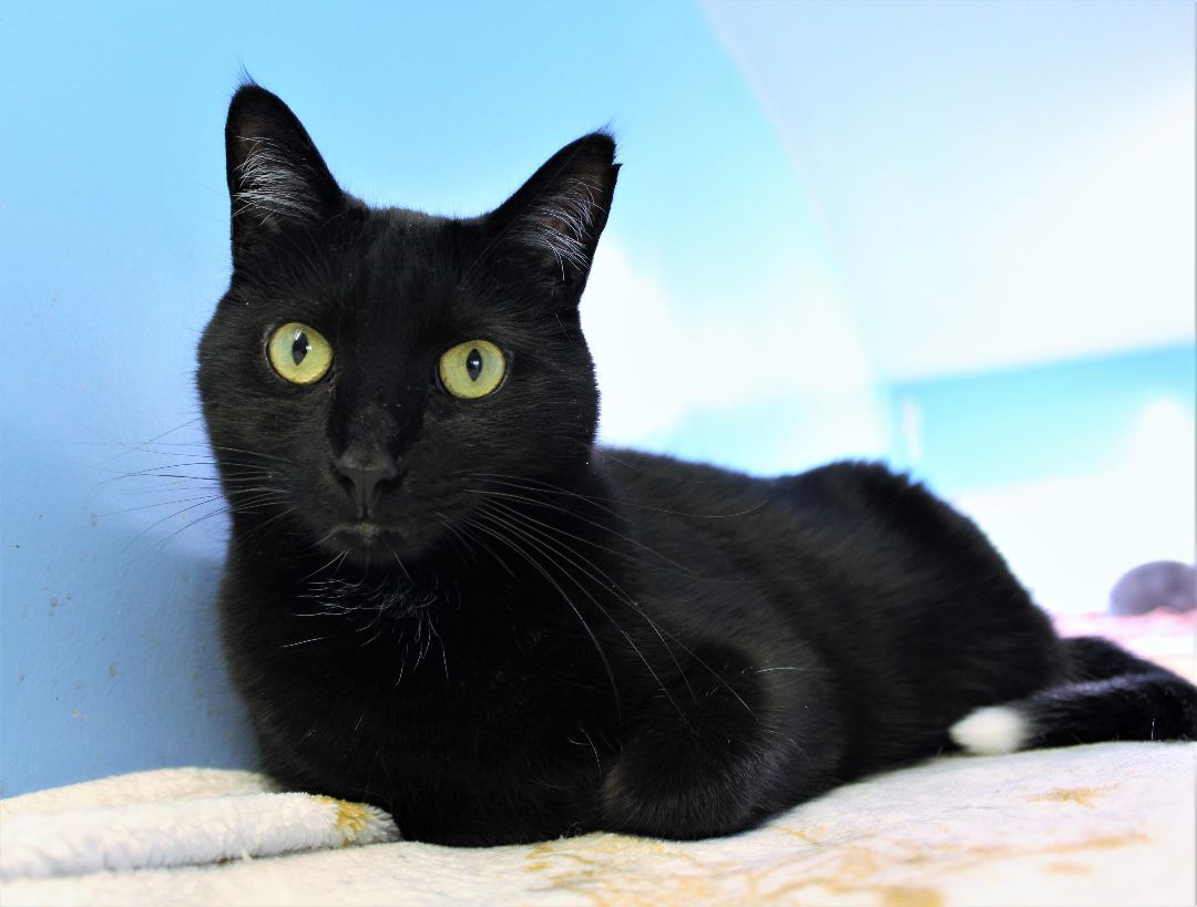Taffy, a Adoptable Domestic Short Hair in Beacon, NY image 1/12
