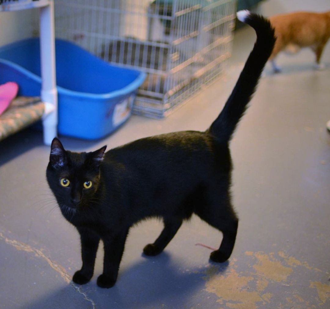 Enlarge Taffy, a Adoptable Domestic Short Hair in Beacon, NY image 11/12