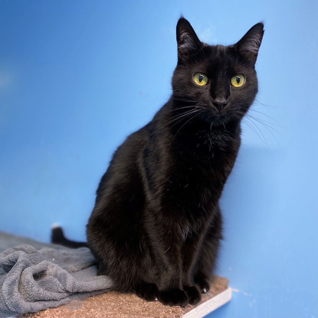 Enlarge Taffy, a Adoptable Domestic Short Hair in Beacon, NY image 12/12