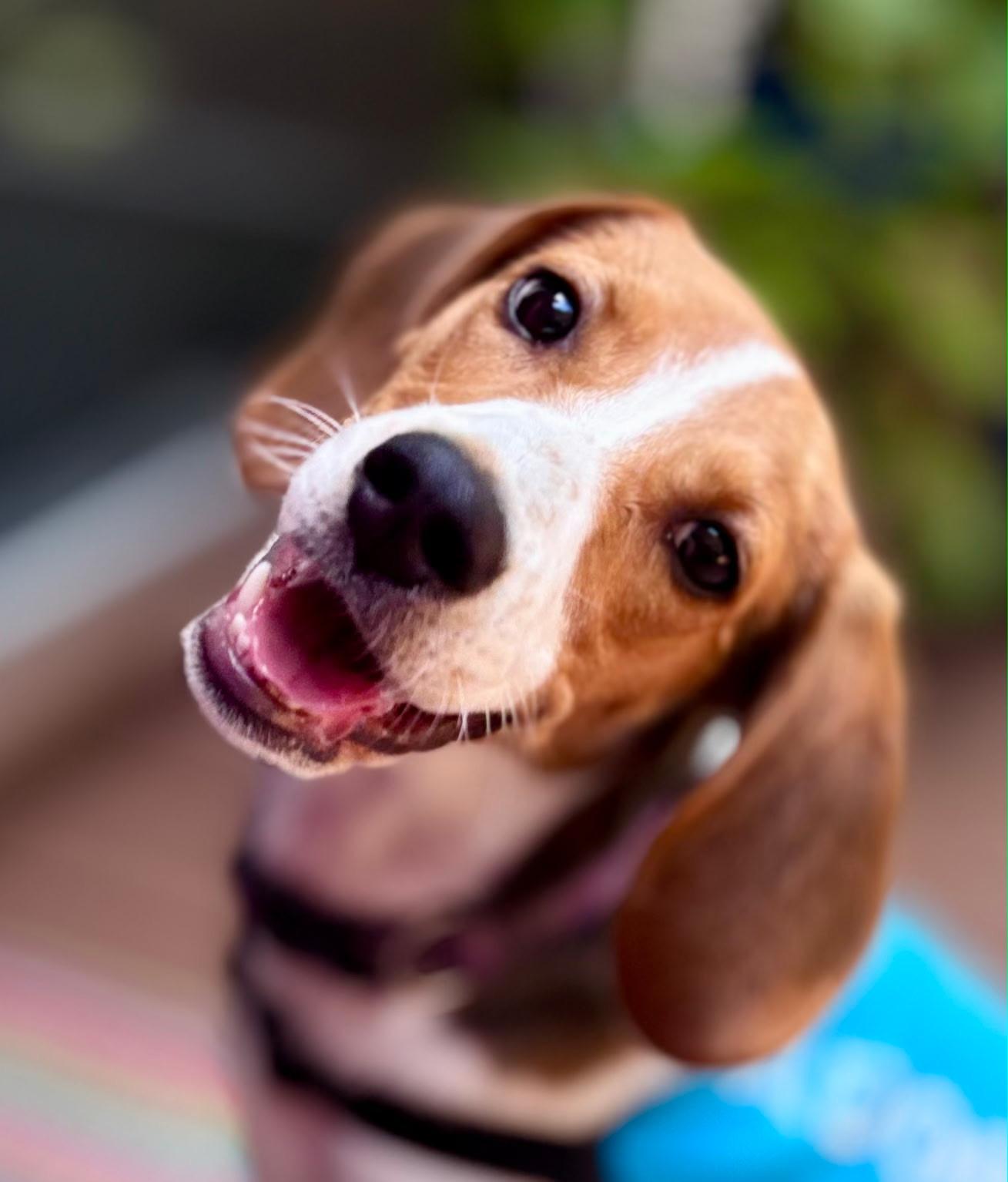DOROTHY, an adopted mixed breed in Edisto Island, SC image 4/6
