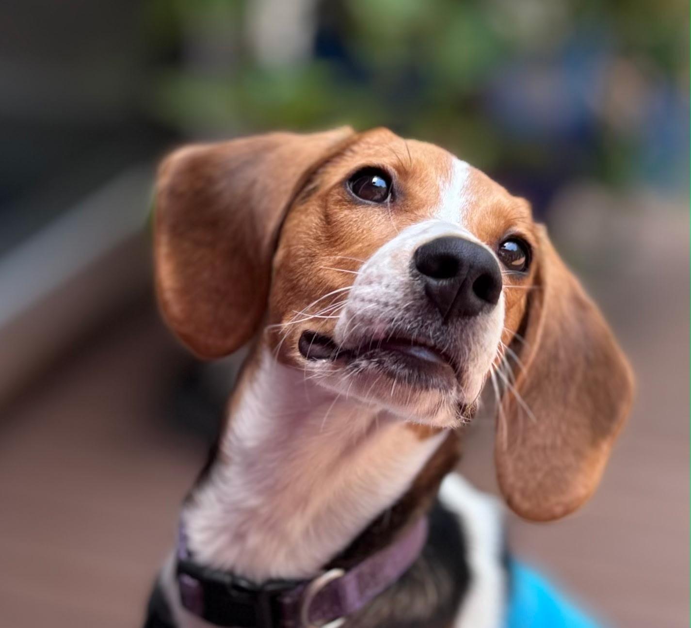 DOROTHY, an adopted mixed breed in Edisto Island, SC image 6/6