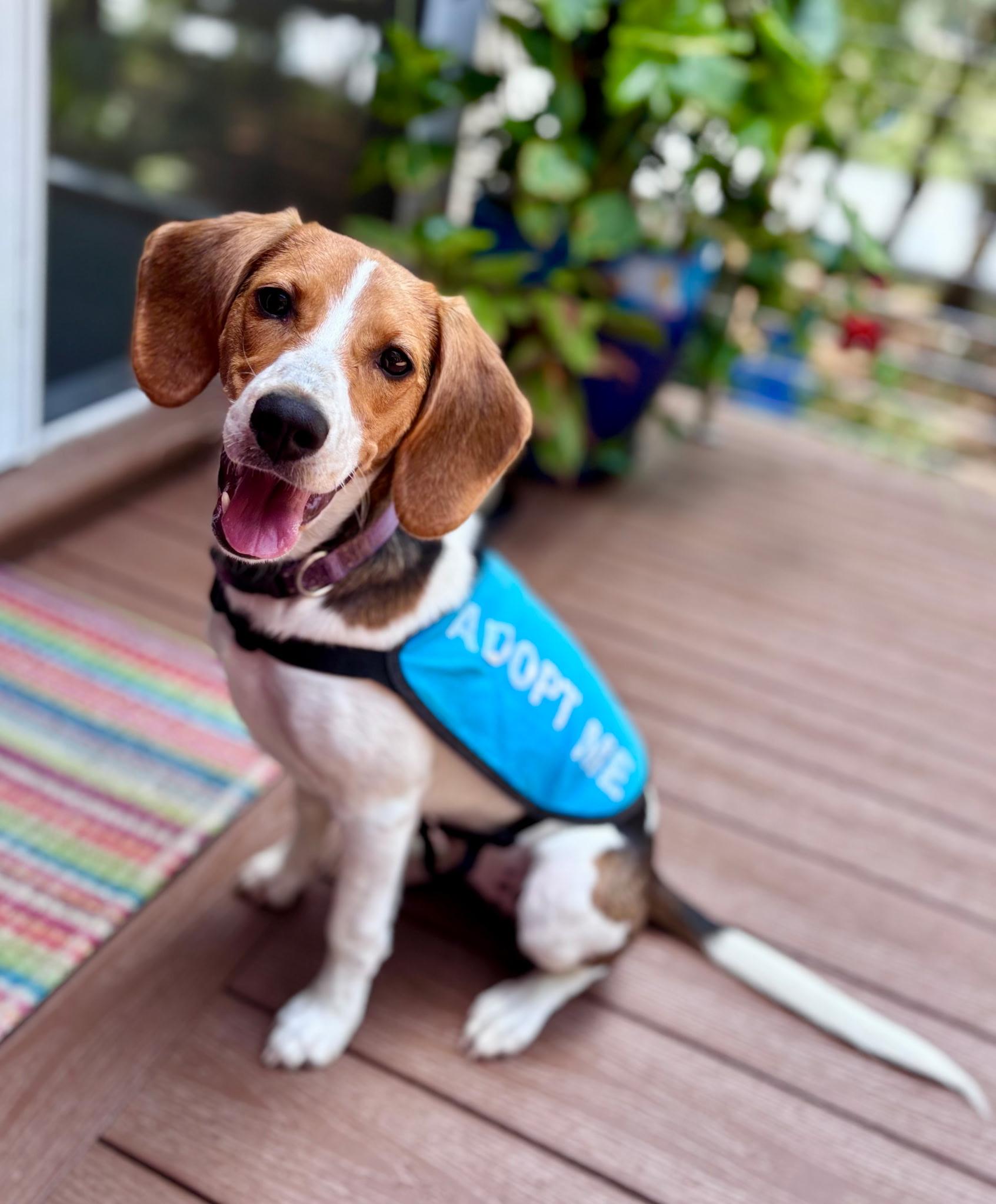 DOROTHY, an adopted mixed breed in Edisto Island, SC image 3/6