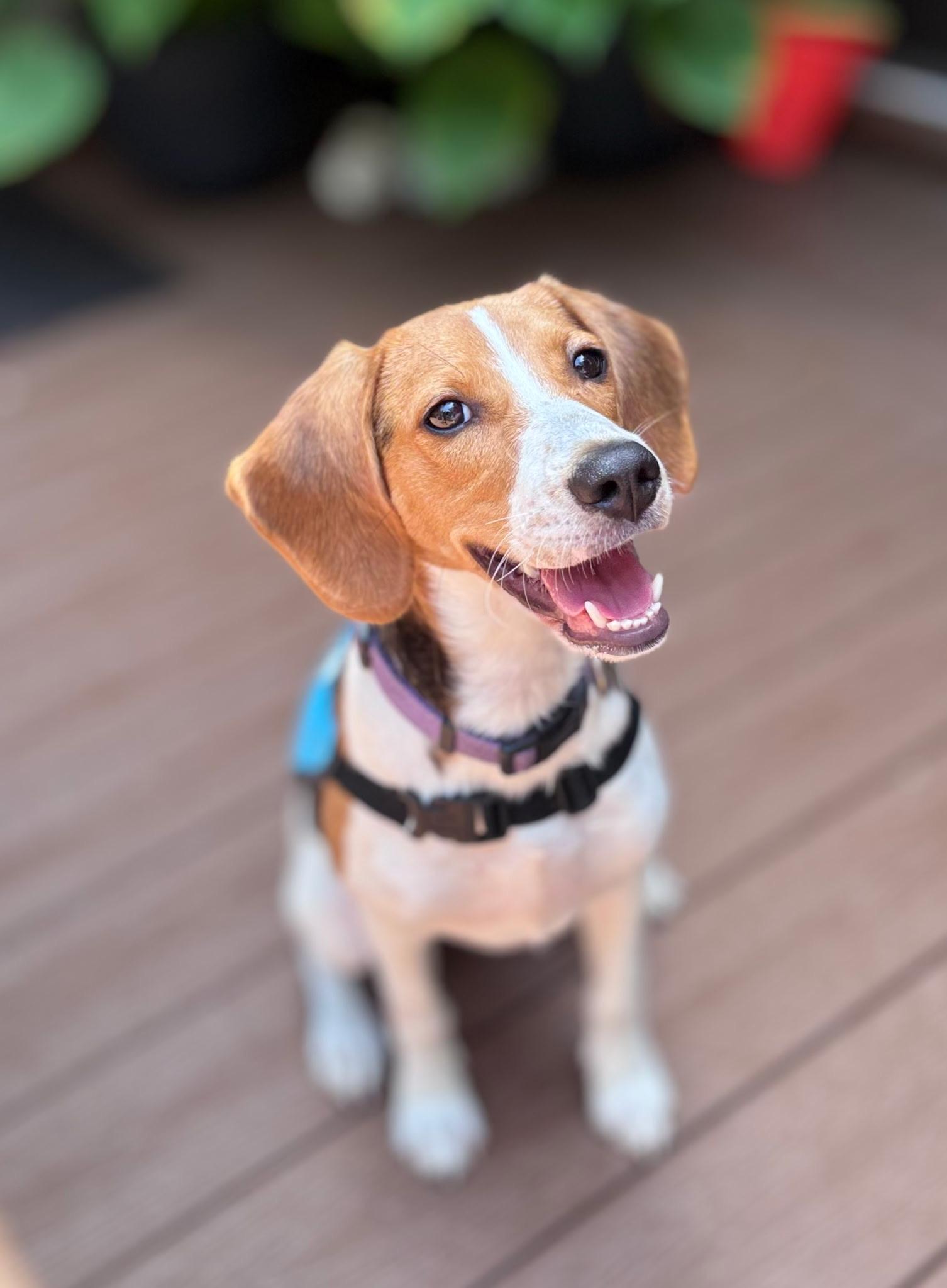 DOROTHY, adopted, Young Female Hound & Beagle.
