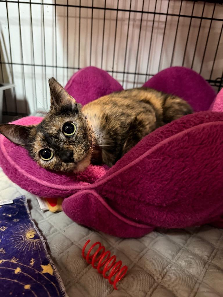Enlarge Karma, a Adoptable mixed breed in Lancaster, PA image 1/1