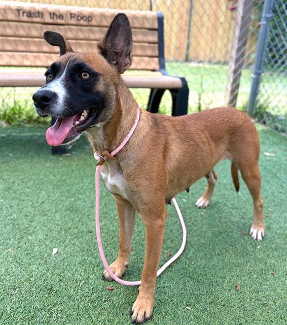 KENZIE, Adoptable, Adult Female Mixed Breed.