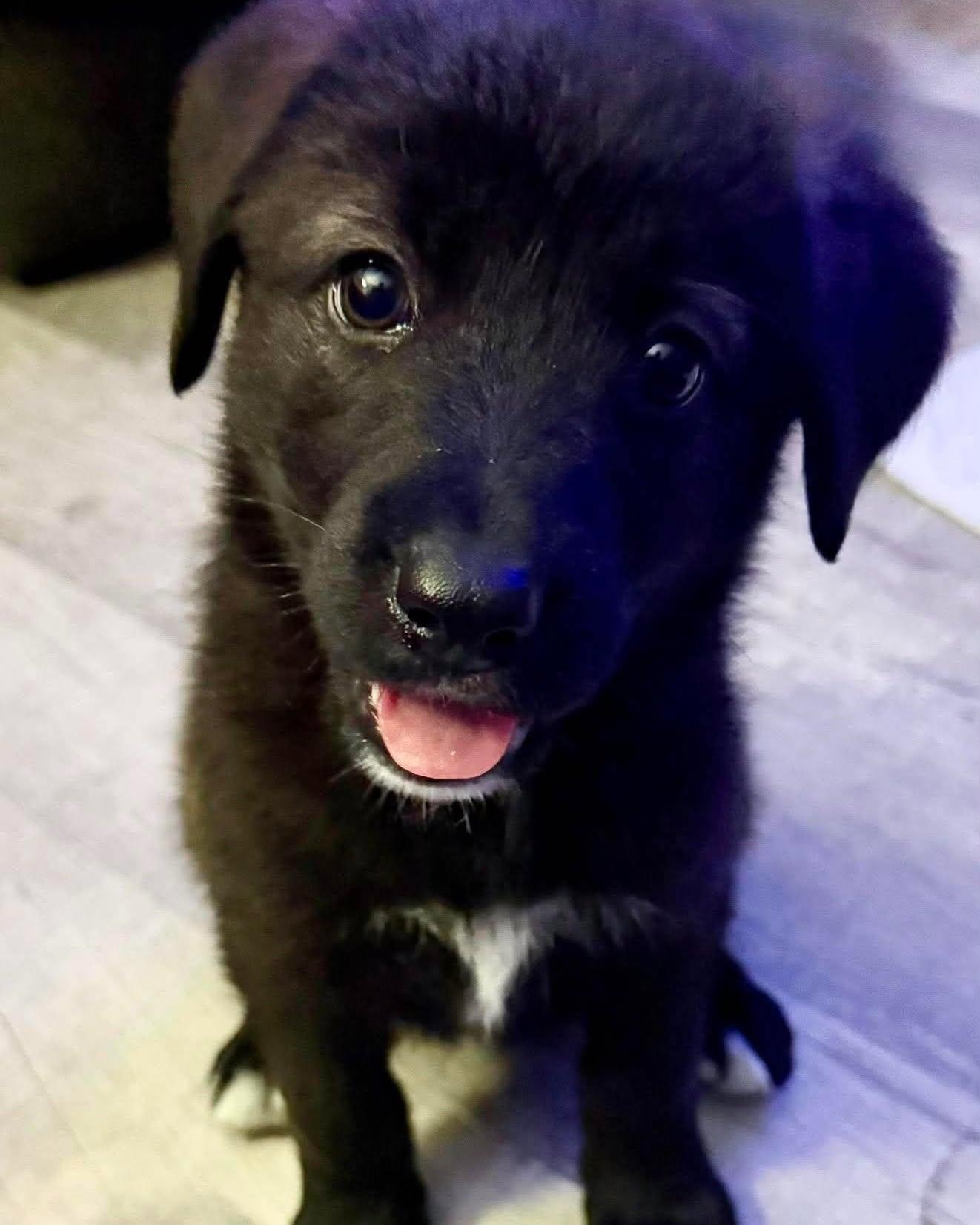 Juliette - Anniversary, Adoptable, Puppy Female Newfoundland Dog & Shepherd.