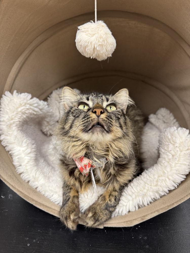 Penelope thumbnail 3