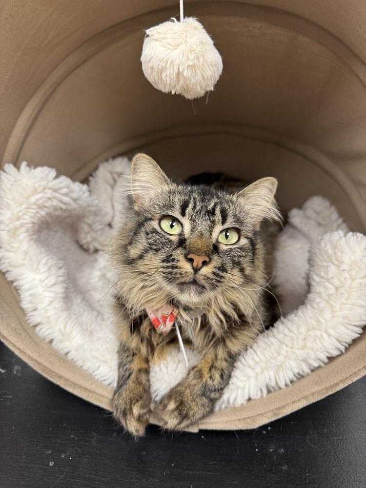 Penelope thumbnail 4